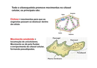 Todo o citoesqueleto promove movimentos no citosol
 celular, os principais são:


Ciclose = movimentos para que as
organelas possam se deslocar dentro
da célula.




Movimento amebóide =
locomoção de unicelulares.
Movimento se dá pela fluidez
e enrijecimento do citosol celular,
formando pseudópodes.
 