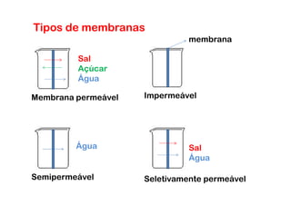 Tipos de membranas
                               membrana

         Sal
         Açúcar
         Água

Membrana permeável   Impermeável




         Água                  Sal
                               Água

Semipermeável        Seletivamente permeável
 