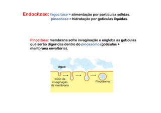 Endocitose: fagocitose = alimentação por partículas sólidas.
               pinocitose = hidratação por gotículas líquidas.




    Pinocitose: membrana sofre invaginação e engloba as gotículas
    que serão digeridas dentro do pinossomo (gotículas +
    membrana envoltória).




                    água
 