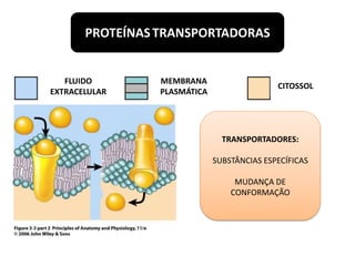 PROTEÍNAS TRANSPORTADORAS 
FLUIDO 
EXTRACELULAR 
MEMBRANA 
PLASMÁTICA 
CITOSSOL 
TRANSPORTADORES: 
SUBSTÂNCIAS ESPECÍFICAS 
MUDANÇA DE 
CONFORMAÇÃO 
 