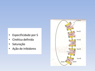 • Especificidade por S 
• Cinética definida 
• Saturação 
• Ação de inibidores 
 