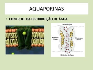 AQUAPORINAS 
• CONTROLE DA DISTRIBUIÇÃO DE ÁGUA 
 