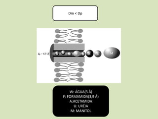Dm < Dp 
W: ÁGUA(3 Å) 
F: FORMAMIDA(3,9 Å) 
A:ACETAMIDA 
U: URÉIA 
M: MANITOL 
