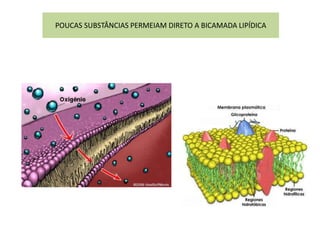 POUCAS SUBSTÂNCIAS PERMEIAM DIRETO A BICAMADA LIPÍDICA 
 