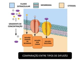 MEMBRANA CITOSSOL 
FLUIDO 
EXTRACELULAR 
COMPARAÇÃO ENTRE TIPOS DE DIFUSÃO 
GRADIENTE DE 
CONCENTRAÇÃO 
DIFUSÃO 
ATRAVÉS 
DA 
BICAMADA 
DIFUSÃO 
POR 
CANAIS 
DIFUSÃO 
FACILITADA 
 