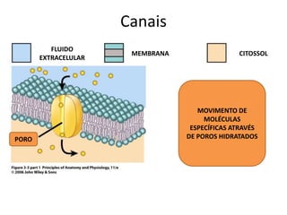 Canais 
FLUIDO 
EXTRACELULAR 
MEMBRANA CITOSSOL 
PORO 
MOVIMENTO DE 
MOLÉCULAS 
ESPECÍFICAS ATRAVÉS 
DE POROS HIDRATADOS 
 