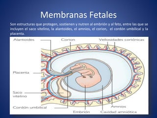 Membranas fetales | PPTX