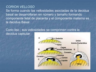 CORION VELLOSO
Se forma cuando las vellosidades asociadas de la decidua
basal se desarrollaran en número y tamaño formando
componente fetal de placenta y el componente materno es
la decidua Basal
Corio liso ; sus vellosidades se comprimen contra la
decidua capsular
 