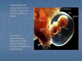  Vellosidades de
andaje fijan corion
velloso y placenta
hacia la decidua
basal
 Circulación
placentaria hay
separación entre
sangre materna y
fetal por membranas
placentarias
 