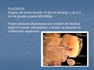 PLACENTA
Órgano de forma dicoide 15-20 cm de largo y de 2-3
cm de grueso y pesa 500-600gr.
Posee tabiques placentarios por erosión de decidua
basal formando vellosidades y dividen la placenta en
cotiledones separados
 