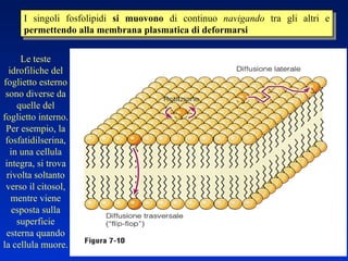 I singoli fosfolipidi  si muovono  di continuo  navigando  tra gli altri e  permettendo alla membrana plasmatica di deformarsi Le teste idrofiliche del foglietto esterno sono diverse da quelle del foglietto interno. Per esempio, la fosfatidilserina, in una cellula integra, si trova rivolta soltanto verso il citosol, mentre viene esposta sulla superficie esterna quando la cellula muore. 