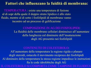 Fattori che influenzano la fuidità di membrana: TEMPERATURA  : esiste una temperatura di fusione al di sopr della quale il doppio strato lipidico è allo stato fluido, mentre al di sotto i fosfolipidi di membrana vanno  incontro ad un processo di gelificazione COMPOSIZIONE IN AG DEI FOSFOLIPIDI : La fluidità delle membrane cellulari diminuisce all’aumentare della lunghezza eal diminuire dell’insaturazione degli AG presentio nei fosfolipidi CONTENUTO DI COLESTEROLO : All’aumentare della temperatura la regione rigida e planare degli steroidi, ostacola il movimento reciproco dei fosfolipidi Al diminuire della temperatura la stessa regione impedisce le inetrazioni fta le code idrofobiche degli AG IL COLESTEROLO SI COMPORTA COME TAMPONE DI FLUIDITA’ 