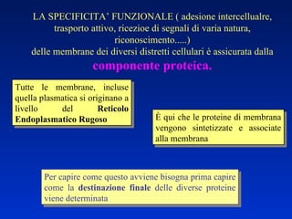 LA SPECIFICITA’ FUNZIONALE ( adesione intercellualre, trasporto attivo, ricezioe di segnali di varia natura, riconoscimento.....) delle membrane dei diversi distretti cellulari è assicurata dalla  componente proteica. Tutte le membrane, incluse quella plasmatica si originano a livello del  Reticolo Endoplasmatico Rugoso È qui che le proteine di membrana vengono sintetizzate e associate alla membrana Per capire come questo avviene bisogna prima capire come la  destinazione finale  delle diverse proteine viene determinata 