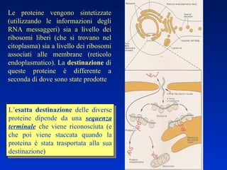 Le proteine vengono sintetizzate (utilizzando le informazioni degli RNA messaggeri) sia a livello dei ribosomi liberi (che si trovano nel citoplasma) sia a livello dei ribosomi associati alle membrane (reticolo endoplasmatico). La  destinazione  di queste proteine è differente a seconda di dove sono state prodotte L’ esatta   destinazione  delle diverse proteine dipende da una  sequenza terminale  che viene riconosciuta (e che poi viene staccata quando la proteina è stata trasportata alla sua destinazione) 