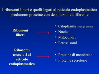 Citoplasma  (ad es. gli enzimi) Nucleo Mitocondri Perossisomi Proteine di membrana Proteine secretorie Ribosomi liberi Ribosomi associati al reticolo endoplasmatico I ribosomi liberi e quelli legati al reticolo endoplasmatico producono proteine con destinazione differente 