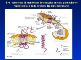Tra le proteine di membrana Intrinseche un caso particolare è rappresentato dalle proteine transmembranarie  