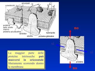 La maggior parte delle proteine intrinseche  può muoversi in orizzontale  liberamente scorrendo dentro la membrana no no si si 