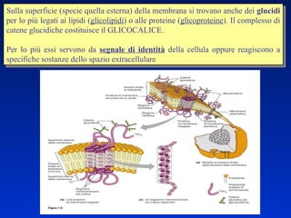 Sulla superficie (specie quella esterna) della membrana si trovano anche dei  glucidi  per lo più legati ai lipidi ( glicolipidi ) o alle proteine ( glicoproteine ). Il complesso di catene glucidiche costituisce il GLICOCALICE. Per lo più essi servono da  segnale di identità  della cellula oppure reagiscono a specifiche sostanze dello spazio extracellulare 