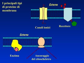 I principali tipi di proteine di membrana Canali ionici Recettore Enzima  Ancoraggio del citoscheletro  Esterno   Esterno   