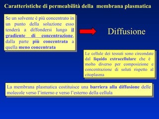 Caratteristiche di permeabilità della  membrana plasmatica Se un solvente è più concentrato in un punto della soluzione esso tenderà a diffondersi lungo  il gradiente di concentrazione , dalla parte  più concentrata  a quella  meno concentrata La membrana plasmatica costituisce una  barriera alla diffusione  delle molecole verso l’interno e verso l’esterno della cellula Le cellule dei tessuti sono circondate dal  liquido extracellulare  che è  molto diverso per composizione e concentrazione di soluti rispetto al citoplasma  Diffusione   