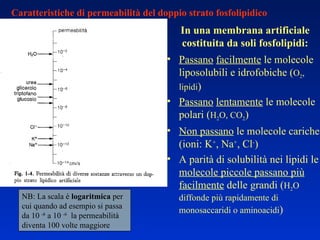 NB: La scala è  logaritmica  per cui quando ad esempio si passa da 10  -8  a 10  -6   la permeabilità diventa 100 volte maggiore Caratteristiche di permeabilità del doppio strato fosfolipidico In una membrana artificiale costituita da soli fosfolipidi: Passano   facilmente  le molecole liposolubili e idrofobiche ( O 2 , lipidi ) Passano   lentamente  le molecole polari ( H 2 O, CO 2 ) Non passano  le molecole cariche (ioni: K + , Na + , Cl - ) A parità di solubilità nei lipidi le  molecole piccole passano più facilmente  delle grandi ( H 2 O diffonde più rapidamente di monosaccaridi o aminoacidi )  
