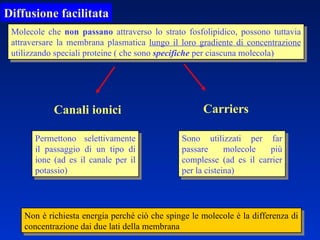 Diffusione   facilitata Molecole che  non passano  attraverso lo strato fosfolipidico, possono tuttavia attraversare la membrana plasmatica  lungo il loro gradiente di concentrazione  utilizzando speciali proteine ( che sono  specifiche  per ciascuna molecola) Non è richiesta energia perché ciò che spinge le molecole è la differenza di concentrazione dai due lati della membrana Permettono selettivamente il passaggio di un tipo di ione (ad es il canale per il potassio) Sono utilizzati per far passare molecole più complesse (ad es il carrier per la cisteina) Canali ionici Carriers  