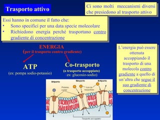 Trasporto attivo Ci sono molti  meccanismi diversi che presiedono al trasporto attivo Essi hanno in comune il fatto che:  Sono specifici per una data specie molecolare Richiedono energia perché trasportano  contro gradiente di concentrazione L’energia può essere ottenuta accoppiando il trasporto di una molecola  contro gradiente  a quello di un’altra che  segue il suo gradiente di concentrazione ( es: glucosio-sodio) ENERGIA ( per il trasporto contro gradiente) ATP (es: pompa sodio-potassio) Co-trasporto (o trasporto accoppiato)   