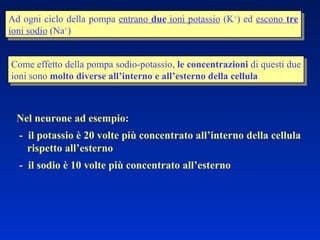 Ad ogni ciclo della pompa  entrano  due  ioni potassio  (K + ) ed  escono  tre  ioni sodio  (Na + ) Come effetto della pompa sodio-potassio,  le concentrazioni  di questi due ioni sono  molto   diverse   all’interno e all’esterno della cellula Nel neurone ad esempio: -  il potassio è 20 volte più concentrato all’interno della cellula rispetto all’esterno -  il sodio è 10 volte più concentrato all’esterno 