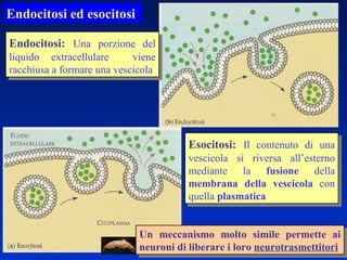 Endocitosi ed esocitosi  Endocitosi:   Una porzione del liquido extracellulare  viene racchiusa a formare una vescicola Esocitosi:   Il contenuto di una vescicola si riversa all’esterno mediante la  fusione  della  membrana della vescicola  con quella  plasmatica Un meccanismo molto simile permette ai neuroni di liberare i loro  neurotrasmettitori 
