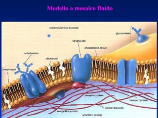 Modello a mosaico fluido 