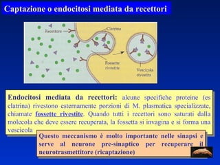 Captazione o endocitosi mediata da recettori  Endocitosi mediata da recettori:   alcune specifiche proteine (es clatrina) rivestono esternamente porzioni di M. plasmatica specializzate, chiamate  fossette rivestite . Quando tutti i recettori sono saturati dalla molecola che deve essere recuperata, la fossetta si invagina e si forma una vescicola Questo meccanismo è molto importante nelle sinapsi e serve al neurone pre-sinaptico per recuperare il neurotrasmettitore (ricaptazione) 