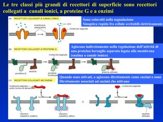 Le tre classi più grandi di recettori di superficie sono recettori  collegati a  canali ionici, a proteine G e a enzimi Sono coinvolti nella segnalazione  Sinaptica rapida fra cellule eccitabili elettricamente Agiscono indirettamente nella regolazione dell’attività di una proteina bersaglio separata legata alla membrana (enzima o canale ionico) Quando sono attivati, o agiscono direttamente come enzimi o sono Direttamente associati ad enzimi che attivano 