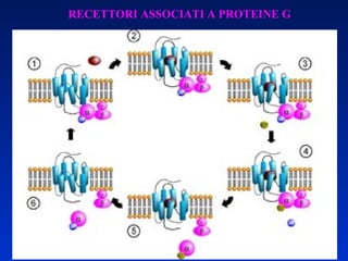 RECETTORI ASSOCIATI A PROTEINE G 