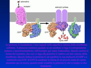 Le proteine G trasmettono i loro segnali sulla superficie interna della membrana cellulare. Il processo comincia quando su un recettore si lega il corrispondente ormone o neurotrasmettitore, nell'esempio qui sopra l'adrenalina. Questo cambia la forma del recettore, che così si lega alla proteina G inattiva sul lato interno della membrana. Questo induce la proteina G ad espellere la sua molecola di GDP e a sostituirla con GTP. Il GTP fa cambiare la forma di un piccolo tratto di catena (mostrato qui in rosso), questo rende instabile la proteina G che si rompe in due frammenti.  