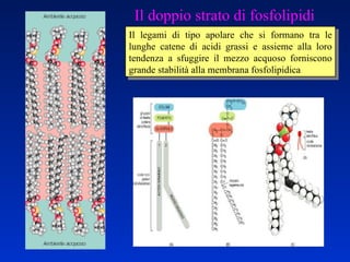 Il legami di tipo apolare che si formano tra le lunghe catene di acidi grassi e assieme alla loro tendenza a sfuggire il mezzo acquoso forniscono grande stabilità alla membrana fosfolipidica Il doppio strato di fosfolipidi 