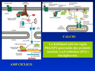 AMP CICLICO CALCIO La fosfolipasi attivata taglia PI(4,5)P2 generando due prodotti: inositolo 1,4,5-trifosfato (IP3) e diacilglicerolo. 