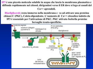 IP3  è una piccola molecola solubile in acqua che lascia la membrana plasmatica e  diffonde rapidamente nel citosol, dirigendosi verso il ER dove si lega ai canali del Ca++ aprendoli.   Diacilglicerolo  resta immerso nella membrana e  va ad attivare una proteina chinasi C (PKC), Calcio-dipendente. L’aumento di  Ca++ citosolico indotto da IP3 è essenziale per l’attivazione di PKC. PKC attivata fosforila proteine bersaglio tesuto-specifiche. 