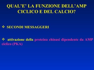 QUAL’E’ LA FUNZIONE DELL’AMP CICLICO E DEL CALCIO? SECONDI MESSAGGERI attivazione della  proteina chinasi dipendente da AMP ciclico (PKA)   
