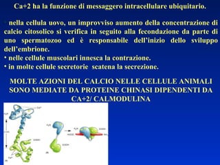 Ca+2 ha la funzione di messaggero intracellulare ubiquitario.  nella cellula uovo, un improvviso aumento della concentrazione di calcio citosolico si verifica in seguito alla fecondazione da parte di uno spermatozoo ed è responsabile dell’inizio dello sviluppo dell’embrione. nelle cellule muscolari innesca la contrazione. in molte cellule secretorie  scatena la secrezione. MOLTE AZIONI DEL CALCIO NELLE CELLULE ANIMALI SONO MEDIATE DA PROTEINE CHINASI DIPENDENTI DA CA+2/ CALMODULINA 