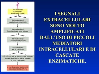I SEGNALI EXTRACELLULARI SONO MOLTO AMPLIFICATI DALL’USO DI PICCOLI MEDIATORI INTRACELLULARI E DI CASCATE ENZIMATICHE. 