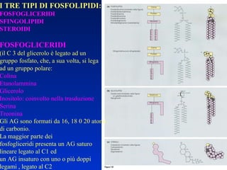 I TRE TIPI DI FOSFOLIPIDI: FOSFOGLICERIDI SFINGOLIPIDI STEROIDI FOSFOGLICERIDI (il C 3 del glicerolo è legato ad un  gruppo fosfato, che, a sua volta, si lega  ad un gruppo polare: Colina Etanolammina Glicerolo Inositolo: coinvolto nella trasduzione  Serina Treonina Gli AG sono formati da 16, 18 0 20 atomi di carbonio.  La maggior parte dei  fosfogliceridi presenta un AG saturo  lineare legato al C1 ed un AG insaturo con uno o più doppi legami , legato al C2 
