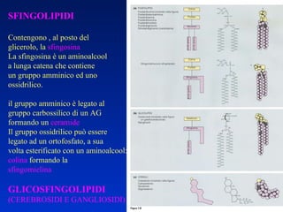 SFINGOLIPIDI Contengono , al posto del glicerolo, la  sfingosina La sfingosina è un aminoalcool a lunga catena che contiene un gruppo amminico ed uno ossidrilico. il gruppo amminico è legato al gruppo carbossilico di un AG formando un  ceramide Il gruppo ossidrilico può essere legato ad un ortofosfato, a sua volta esterificato con un aminoalcool: colina  formando la sfingomielina GLICOSFINGOLIPIDI (CEREBROSIDI E GANGLIOSIDI) 
