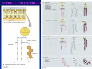 STEROLI: COLESTEROLO 