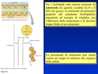 Tra i fosfolipidi sono inserite molecole di  colesterolo  (in quantità variabile tra 0 e il 20% dei grassi). Il colesterolo dà particolari proprietà alle membrane fosfolipidiche impedendo ad esempio di irrigidirsi con l’abbassarsi della temperatura o di divenire troppo fluide al suo aumentare La percentuale di colesterolo può essere variata nel tempo in relazione alle esigenze della cellula 