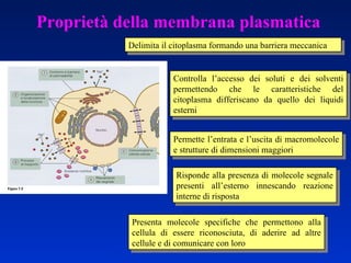 Proprietà della membrana plasmatica Delimita il citoplasma formando una barriera meccanica Controlla l’accesso dei soluti e dei solventi permettendo che le caratteristiche del citoplasma differiscano da quello dei liquidi esterni Risponde alla presenza di molecole segnale presenti all’esterno innescando reazione interne di risposta  Permette l’entrata e l’uscita di macromolecole e strutture di dimensioni maggiori Presenta molecole specifiche che permettono alla cellula di essere riconosciuta, di aderire ad altre cellule e di comunicare con loro 