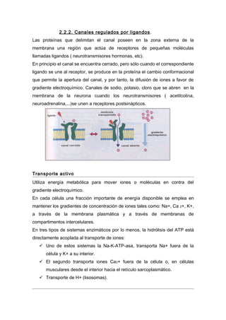 2.2.2. Canales regulados por ligandos.
Las proteínas que delimitan el canal poseen en la zona externa de la
membrana una región que actúa de receptores de pequeñas moléculas
llamadas ligandos ( neurotransmisores hormonas, etc).
En principio el canal se encuentra cerrado, pero sólo cuando el correspondiente
ligando se une al receptor, se produce en la proteína el cambio conformacional
que permite la apertura del canal, y por tanto, la difusión de iones a favor de
gradiente electroquímico. Canales de sodio, potasio, cloro que se abren en la
membrana de la neurona cuando los neurotransmisores ( acetilcolina,
neuroadrenalina,...)se unen a receptores postsinápticos.




Transporte activo
Utiliza energía metabólica para mover iones o moléculas en contra del
gradiente electroquímico.
En cada célula una fracción importante de energía disponible se emplea en
mantener los gradientes de concentración de iones tales como: Na+, Ca 2+, K+,
a través de la membrana plasmática y a través de membranas de
compartimentos intercelulares.
En tres tipos de sistemas enzimáticos por lo menos, la hidrólisis del ATP está
directamente acoplada al transporte de iones:
    Uno de estos sistemas la Na-K-ATP-asa, transporta Na+ fuera de la
      célula y K+ a su interior.
    El segundo transporta iones Ca2+ fuera de la célula o, en células
      musculares desde el interior hacia el retículo sarcoplasmático.
    Transporte de H+ (lisosomas).
 