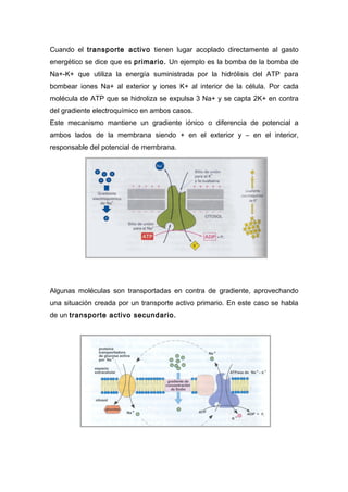 Cuando el transporte activo tienen lugar acoplado directamente al gasto
energético se dice que es primario. Un ejemplo es la bomba de la bomba de
Na+-K+ que utiliza la energía suministrada por la hidrólisis del ATP para
bombear iones Na+ al exterior y iones K+ al interior de la célula. Por cada
molécula de ATP que se hidroliza se expulsa 3 Na+ y se capta 2K+ en contra
del gradiente electroquímico en ambos casos.
Este mecanismo mantiene un gradiente iónico o diferencia de potencial a
ambos lados de la membrana siendo + en el exterior y – en el interior,
responsable del potencial de membrana.




Algunas moléculas son transportadas en contra de gradiente, aprovechando
una situación creada por un transporte activo primario. En este caso se habla
de un transporte activo secundario.
 