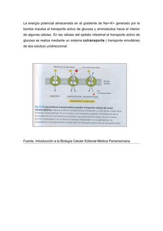 La energía potencial almacenada en el gradiente de Na+-K+ generado por la
bomba impulsa el transporte activo de glucosa y aminoácidos hacia el interior
de algunas células. En las células del epitelio intestinal el transporte activo de
glucosa se realiza mediante un sistema cotransporte ( transporte simultáneo
de dos solutos) unidireccional.




Fuente. Introducción a la Biología Celular Editorial Médica Panamericana
 