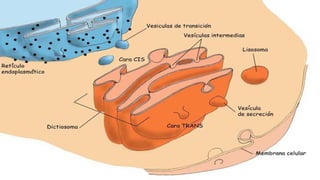 Vacuola
Realiza funciones similares al lisosoma nada
más que pertenece a las células vegetales.
Estas organelas carecen ...