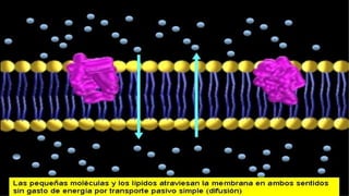 Endocitosis
 Es el movimiento de partículas grandes dentro de una célula
mediante un proceso en el cual la membrana plasm...